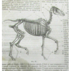 Dictionnaire de médecine der chirurgie de pharmacie des sciences...