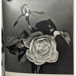 Sourire de fleurs