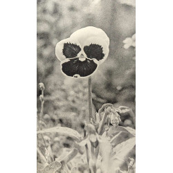 Sourire de fleurs