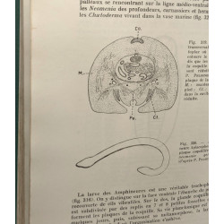 Les coelomates hyponeuriens - Éléments de zoologie et notions...