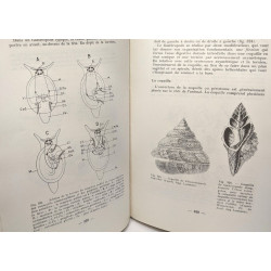 Les coelomates hyponeuriens - Éléments de zoologie et notions...
