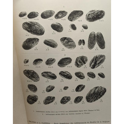 Étude biométrique des Anthraconauta du Houiller de la Belgique...