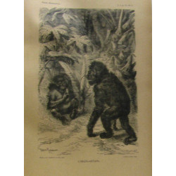 Merveilles De La Nature. Les Mammifères. Caractères Moeurs Chasses...