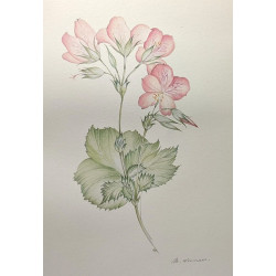 Les serres Royales de Laeken - huit planches de Margot Weemaes...