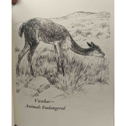 The Llamas of South America - illustrations by Lorence F. Bjorklund