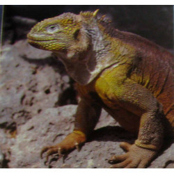 Ile de Pâques Galápagos