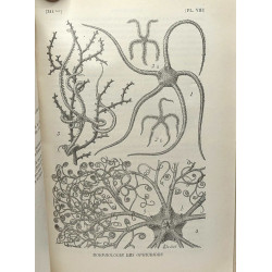 Cours élémentaire de Zoologie - dixième édition revue - 765...