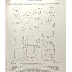 Les isopodes interstitiels documents sur leur écologie et leur...