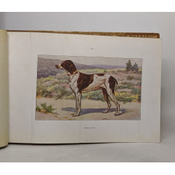 Les chiens de chasses - aquarelles de François Castellan