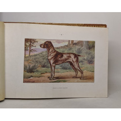 Les chiens de chasses - aquarelles de François Castellan