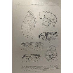 Pyrgotidae (diptera otitoidea) --- Exploration du Parc National de...