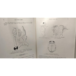 Hémiptères aquatiques - Exploration du Parc National Albert -...