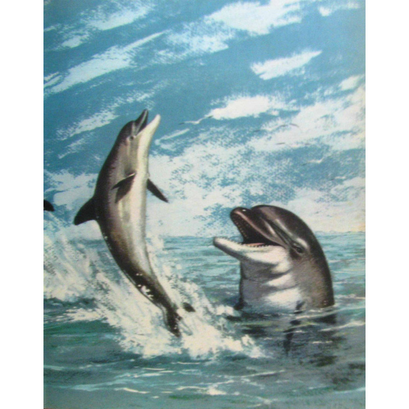 Petit poisson deviendra grand