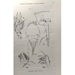 Copépodes harpacticoïdes des étages bathyal et abyssal du Golfe de...