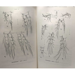 Copépodes harpacticoïdes des étages bathyal et abyssal du Golfe de...