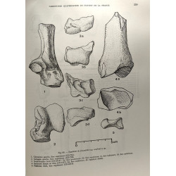 Carnivores quaternaires du Sud-Est de la France --- Mémoires du...