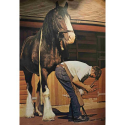 Monde merveilleux de chevaux