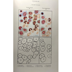 Traité de biologie appliquée - tome III les diagnostics...