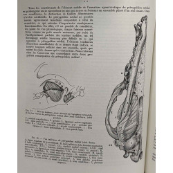 Anatomie comparative et fonctionnelle de la musculature chez les...