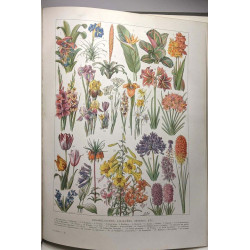 Les plantes - Histoire naturelle illustrée
