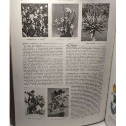 Les plantes - Histoire naturelle illustrée