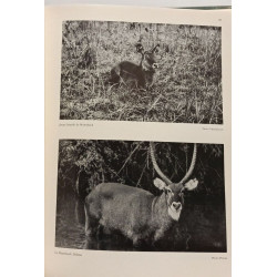 Le grand livre de la faune africaine et de sa chasse (2 volumes)