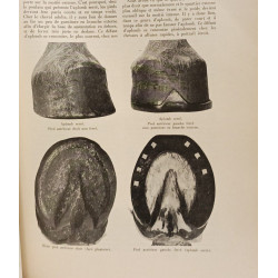 Encyclopédie agricole belge - TOME II