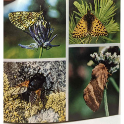 Fleurs et petite faune de l'Alpes - coll. visages de la nature