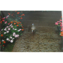 Rendezvous with nature Volume 3 + Volume 6 --- deux livres