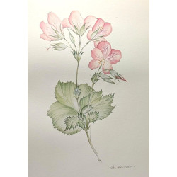 Les serres Royales de Laeken - huit planches de Margot Weemaes...