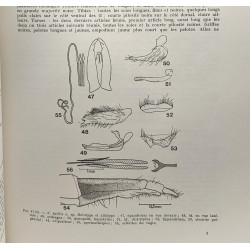 Révision des espèces du genre Néomocthérus Osten-Sacken (dipètres:...