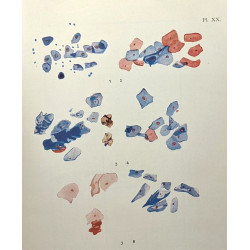 Les diagnostics biologiques et fonctionnels - 230 figures et 20...