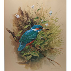 Les oiseaux de nos régions