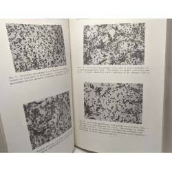 Macrophages and Lymphocytes: Nature Functions and Interaction -...