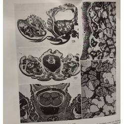 Données histologiques sur les glandes salivaires des...