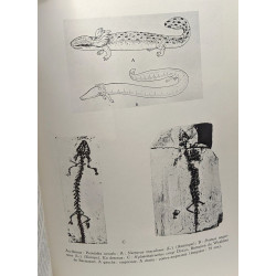 Les Iguanodons de Bernissart