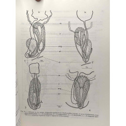 Recherches sur les triclades paludicoles hypogés - nouvelle série...