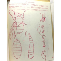 Cahier de sciences naturelles classe de sixième + classe de...