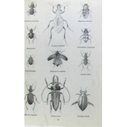 Le monde merveilleux des insectes + habitants de l'eau