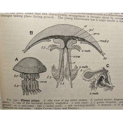 A text-book o zoology - VOLUME I et II - seventh edition