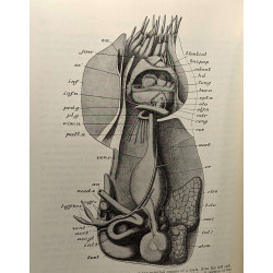 A text-book o zoology - VOLUME I et II - seventh edition