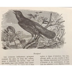 Oiseaux des jardins et des bois + Un monde merveilleux: les insectes