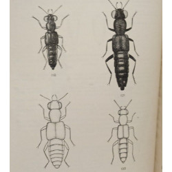 Klucze do oznaczania owadow polski / Polski zwiazek entomologiczny