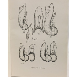 Les staphylinus et genres voisins de France et des régions...