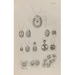 Histoire des plantes - T.I flagellates algues bryophytes + T.II:...
