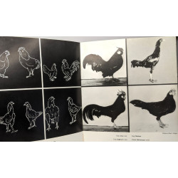 Poules naines et coqs nains / collectio La terre