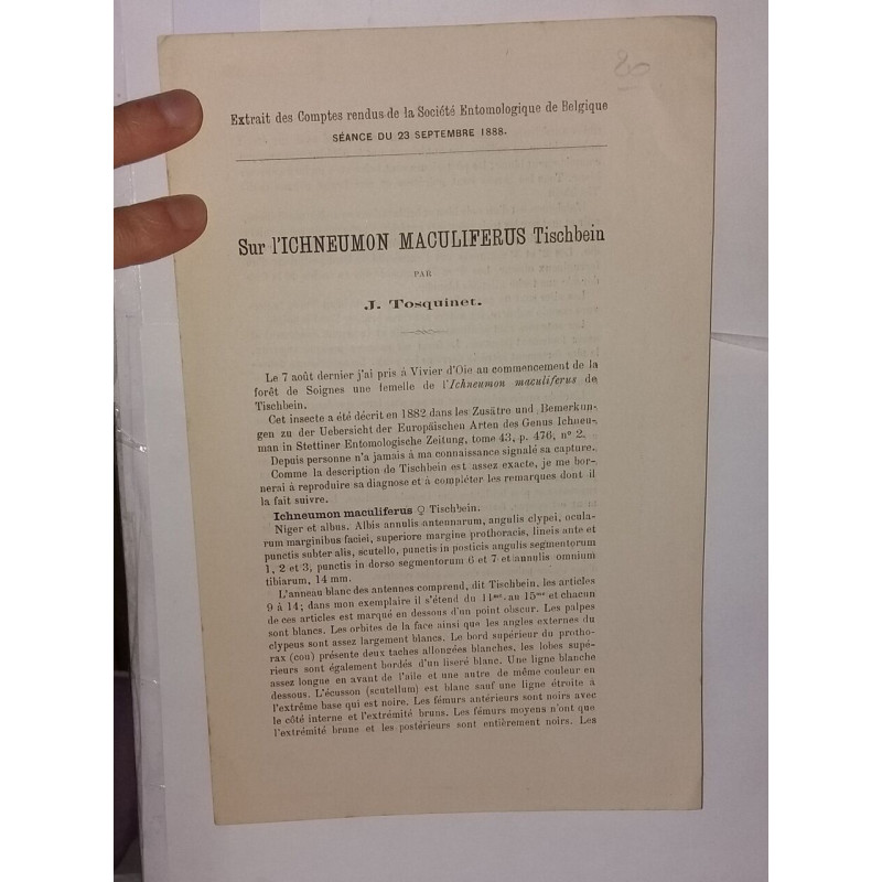 Sur l'Ichneumon Maculiferus Tischbeins