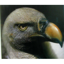 Passion Rapaces : L'aventure du Rocher des Aigles de Rocamadour....