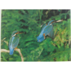 Balades sauvages du Limousin au Périgord (Collection Giroflée)