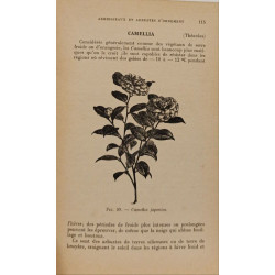 Arboriculture ornementale